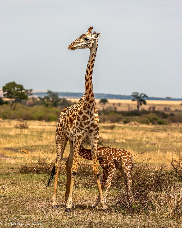 Kenya-Nursing-Giraffe_MG_6524.jpg