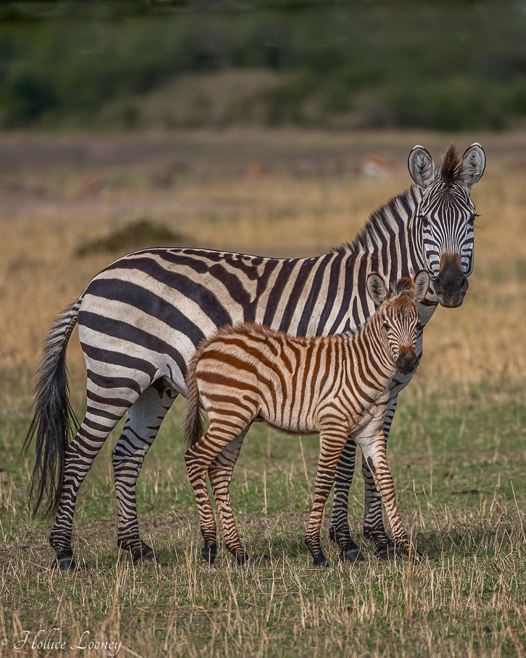 Zebra-Mother-and-Young-Vert_MG_9434.jpg