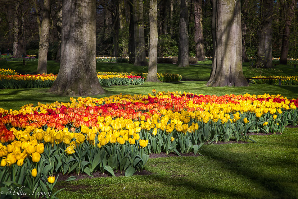 Holland-Tulips-041612-106-Edit.jpg