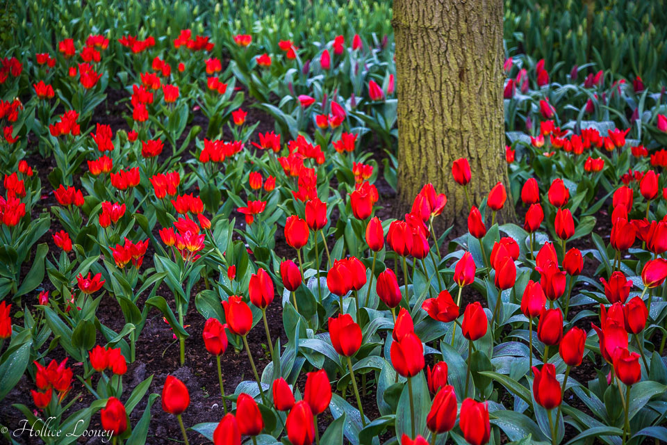 Holland-Tulips-041612-131.jpg