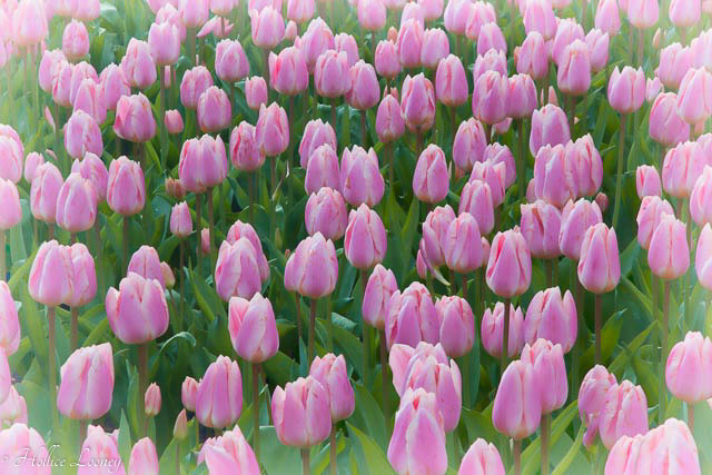 Holland-Tulips-041612-169-Edit.jpg