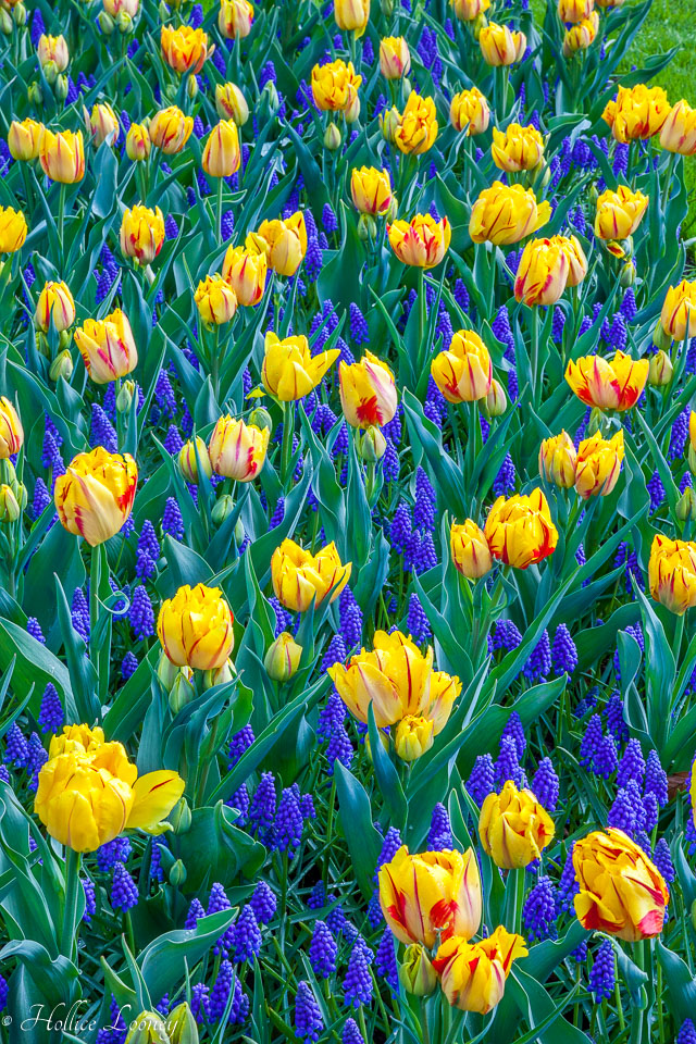 Holland-Tulips-041612-20.jpg