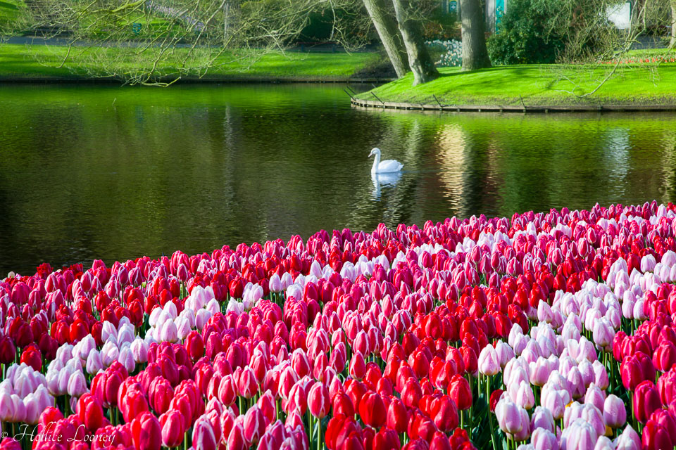 Holland-Tulips-041612-59-Edit-2.jpg