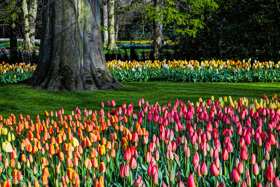 Holland-Tulips-041612-71A.jpg