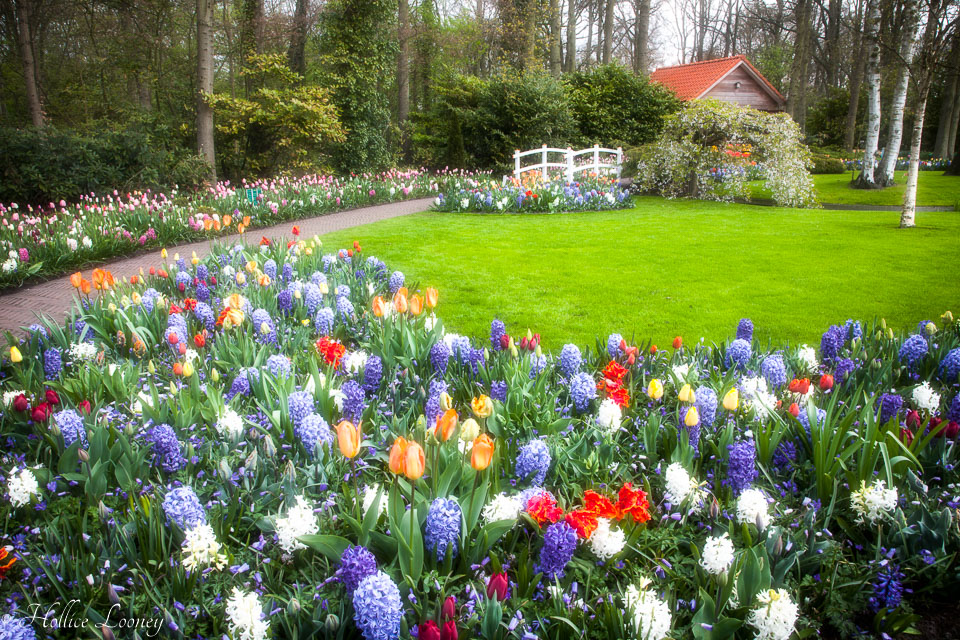 Holland-Tulips-532-Edit.jpg