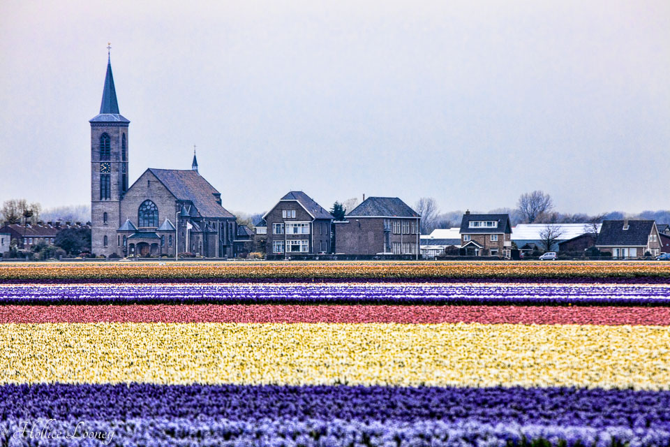 Holland-Tulips-669-Edit.jpg