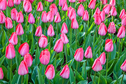 Holland-Tulips-041612-18.jpg