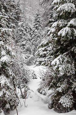 Snow-Covered Trees in the Mountains in Kranjska Gora near Bovec 20200128-Slovenia-21.jpg