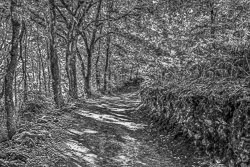 20221001-Camino-112-A-BW.jpg
