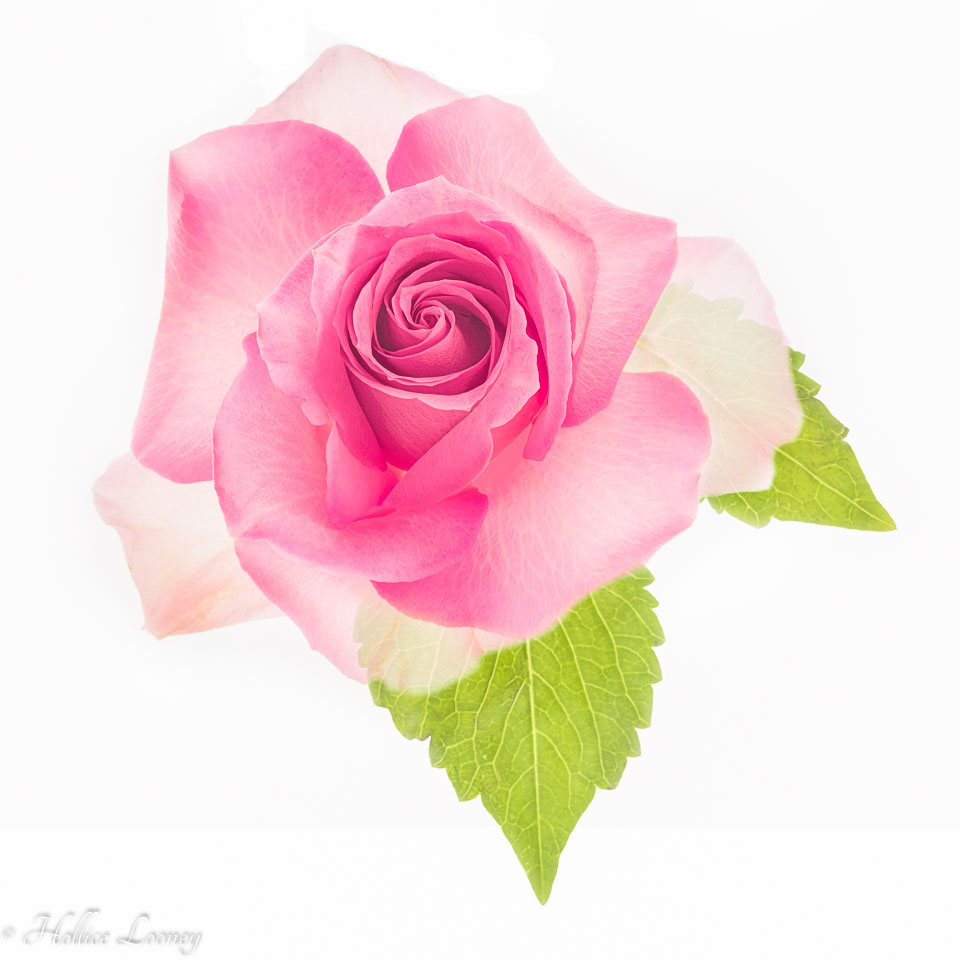 20160908-Flower-Transparency-37-Composite-Retouched-F-Square-Final.jpg