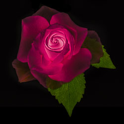 20160908-Flower-Transparency-37-Composite-Retouched-F-LAB-Square-Final.jpg