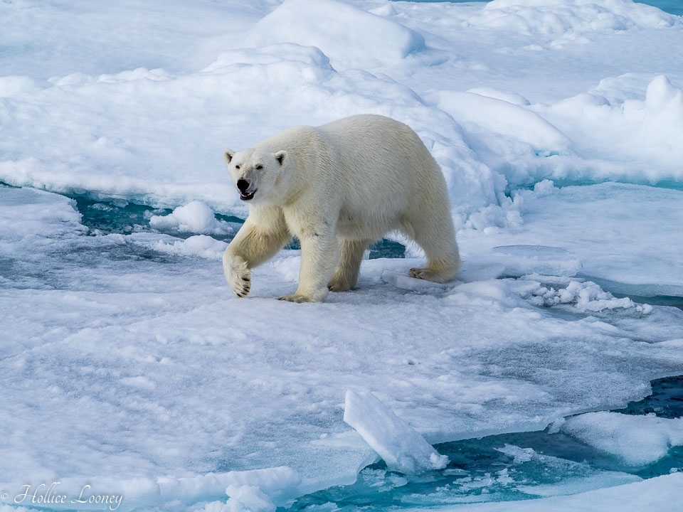 2014-Arctic-594.jpg