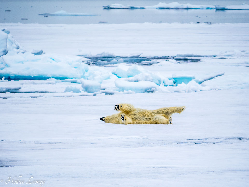 20140701-Arctic-388.jpg