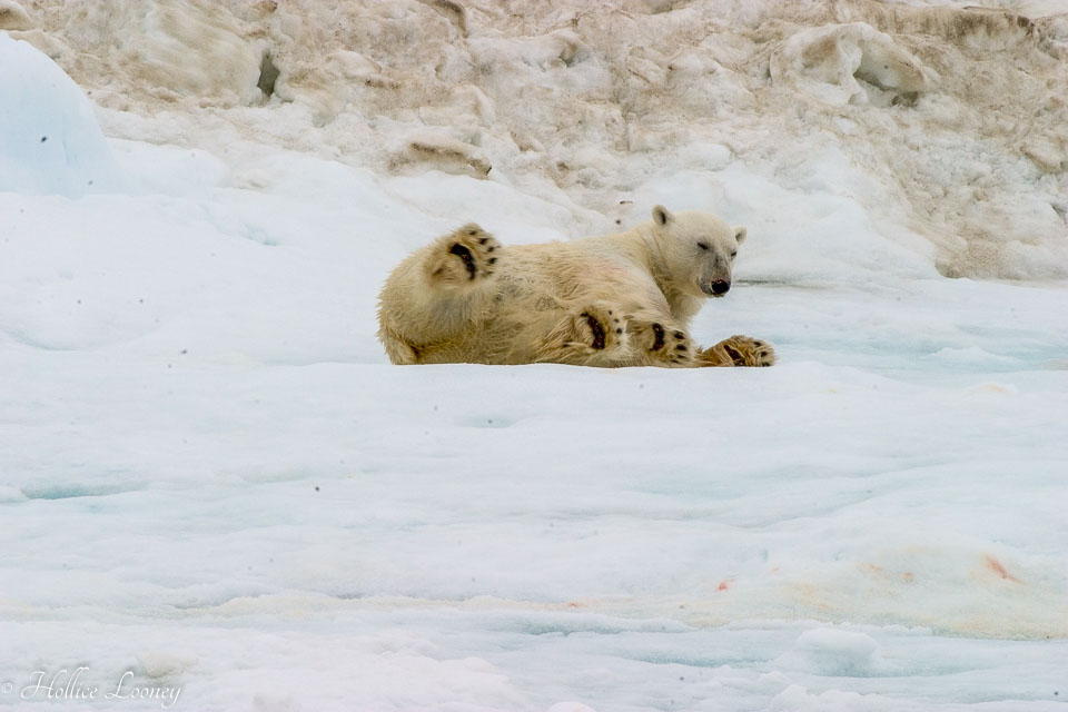 Bear-Roll-Polar-Bears-0704.jpg