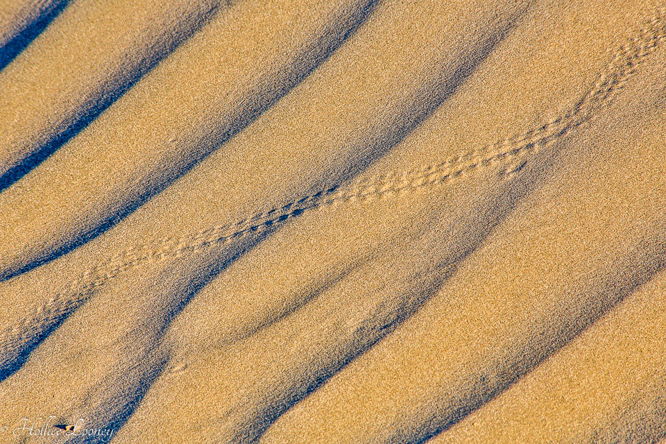 20141019-Sand-Dunes-195.jpg