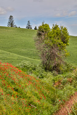 2019060623-Palouse-506.jpg